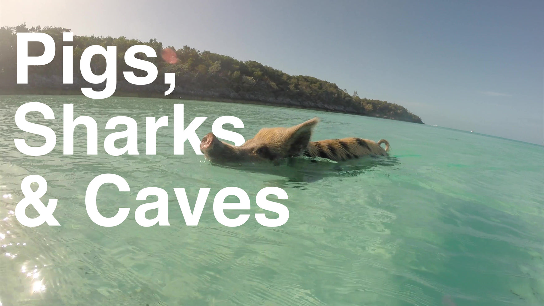 Episode 25 - Pigs, Sharks, & Caves